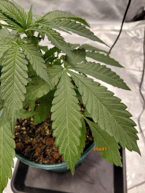landrace. Week 2