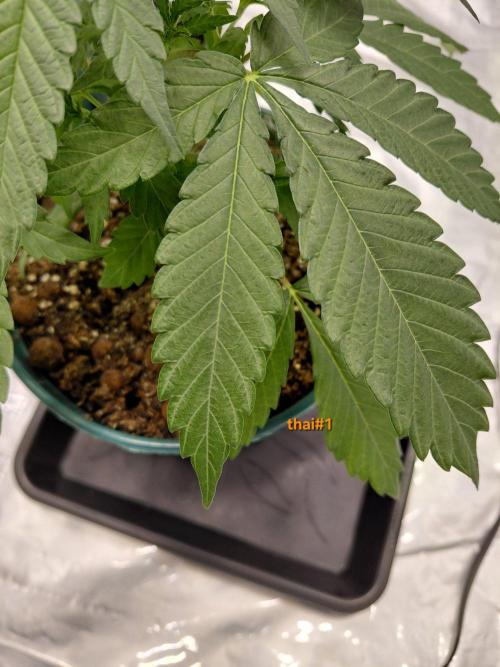landrace. Week 2