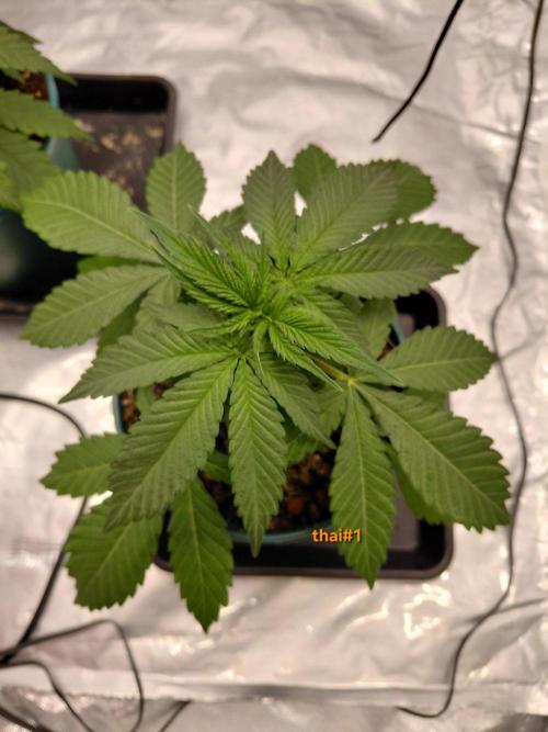 landrace. Week 2
