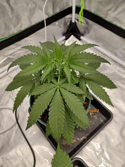 landrace. Week 2