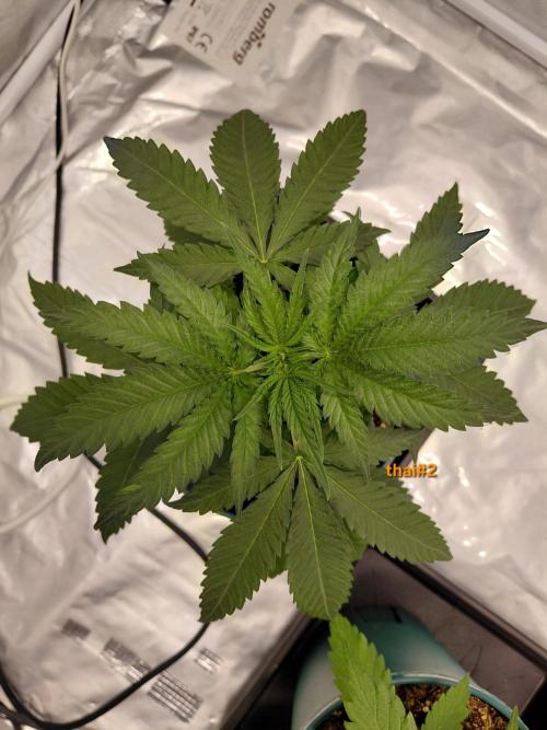 landrace. Week 2