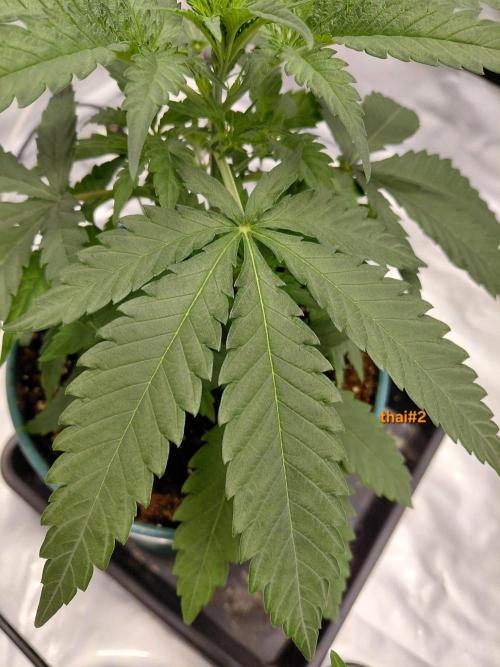 landrace. Week 2
