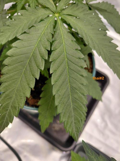 landrace. Week 2