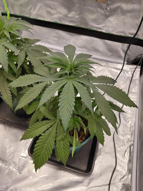 landrace. Week 4