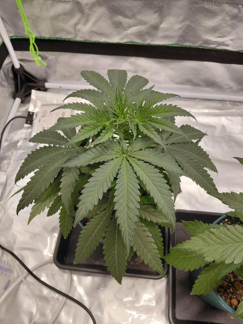 landrace. Week 4