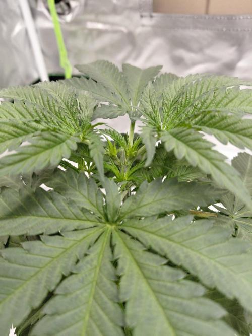 landrace. Week 4