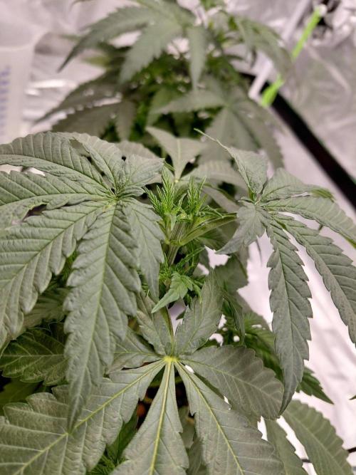landrace. Week 4