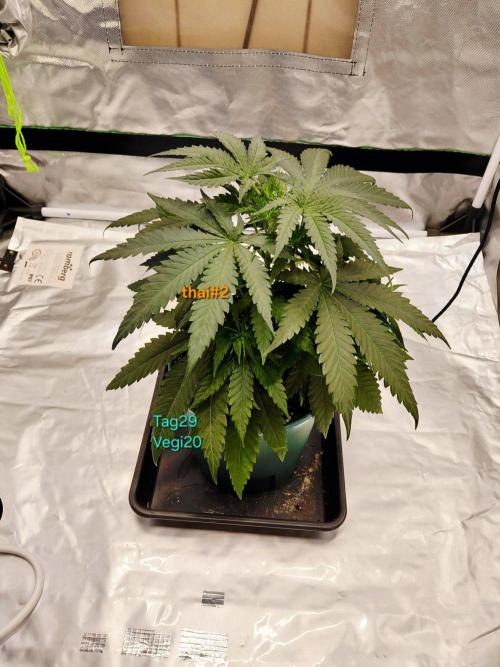 landrace. Week 4
