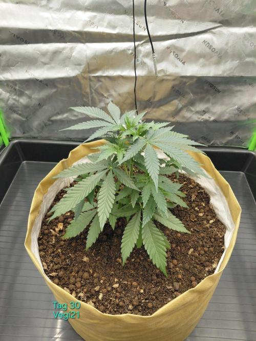 landrace. Week 4