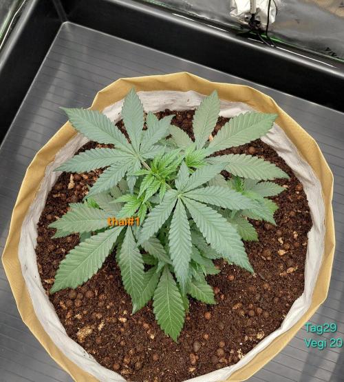 landrace. Week 4