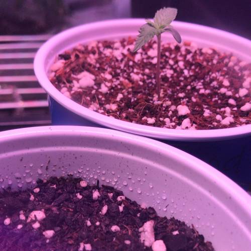 Grow#2 #GrowingLikeAKyng #SheLovesToGrow. Week 2