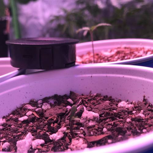 Grow#2 #GrowingLikeAKyng #SheLovesToGrow. Week 2 - Coco 