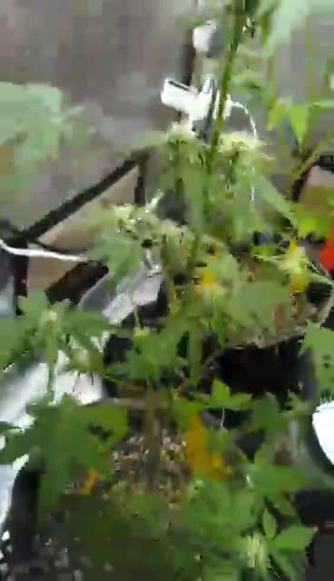 Watermelon 🍉 candy 🍬