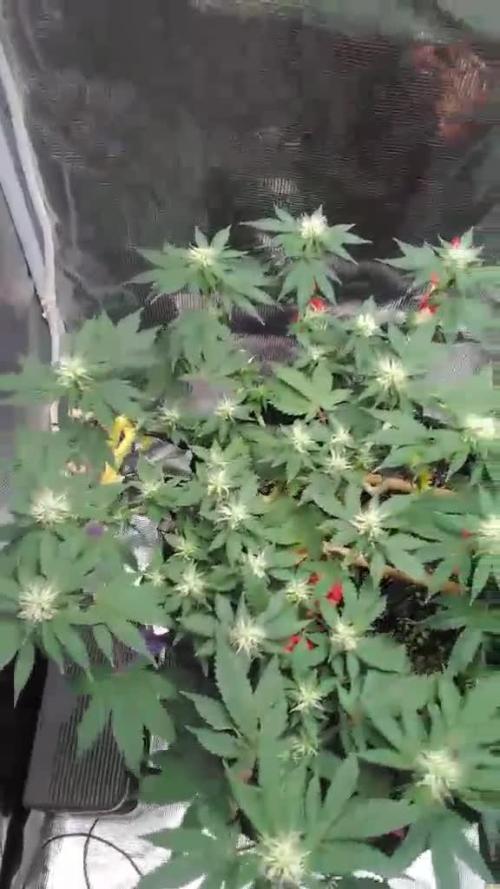 Weedseedsexpress strong genetics 💪