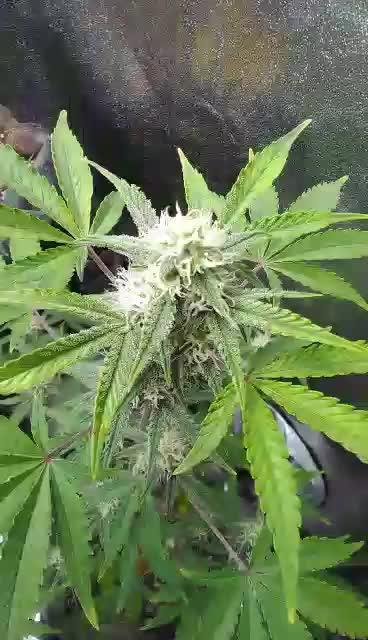 Watermelon 🍉 candy 🍬