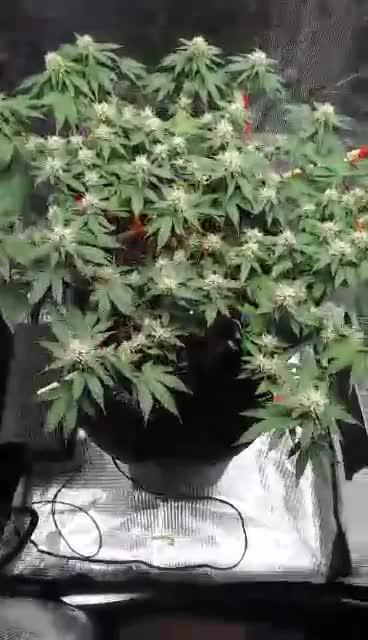 Weedseedsexpress strong genetics 💪