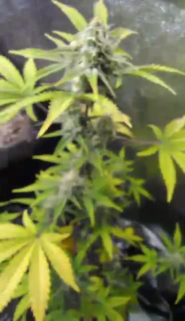 Watermelon 🍉 candy 🍬