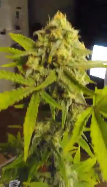 Watermelon 🍉 candy 🍬