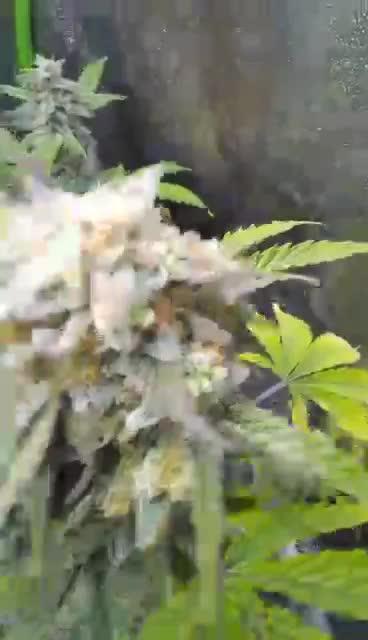 Watermelon 🍉 candy 🍬