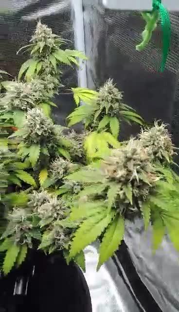 Weedseedsexpress strong genetics 💪