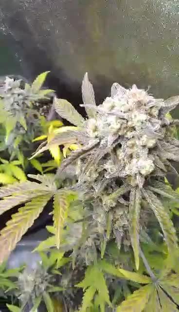 Watermelon 🍉 candy 🍬