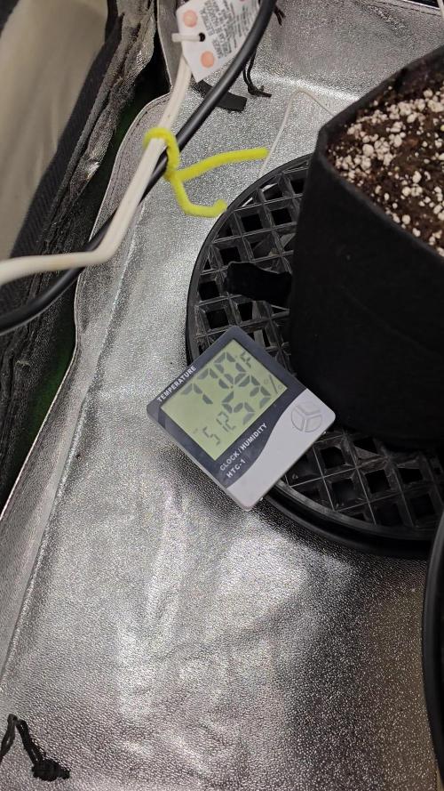 I dream of Pinapples