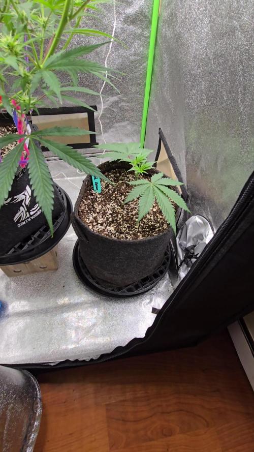 I dream of Pinapples