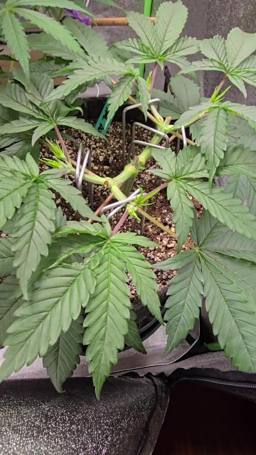 I dream of Pinapples