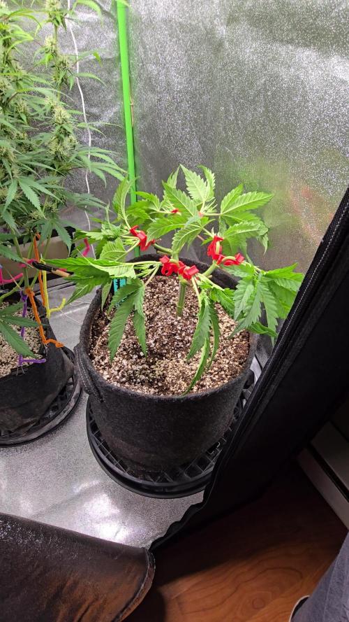 I dream of Pinapples