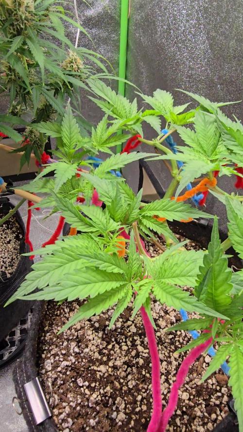 I dream of Pinapples