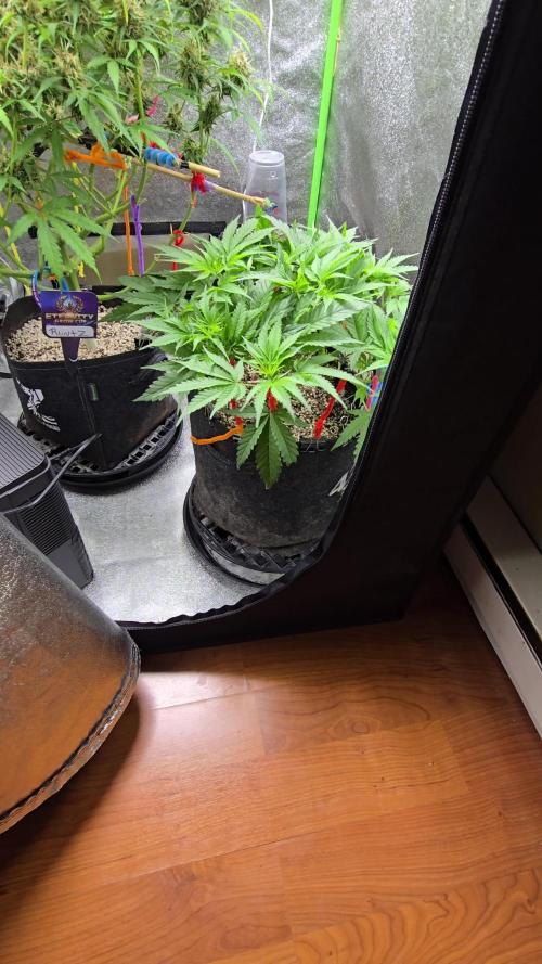 I dream of Pinapples