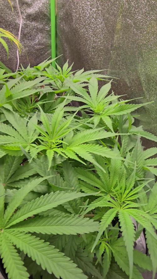 I dream of Pinapples