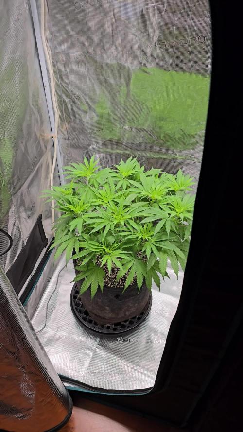 I dream of Pinapples