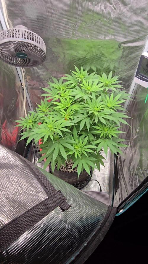 I dream of Pinapples