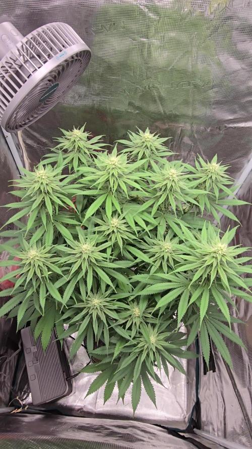 I dream of Pinapples