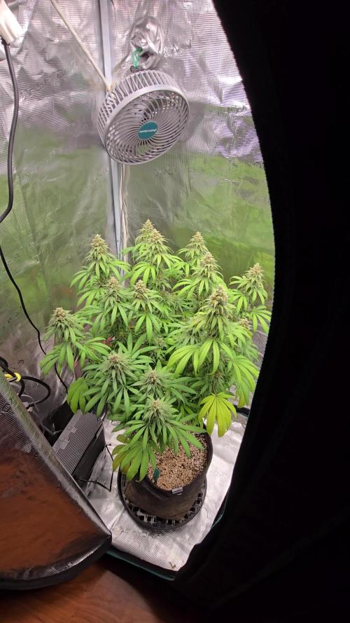 I dream of Pinapples