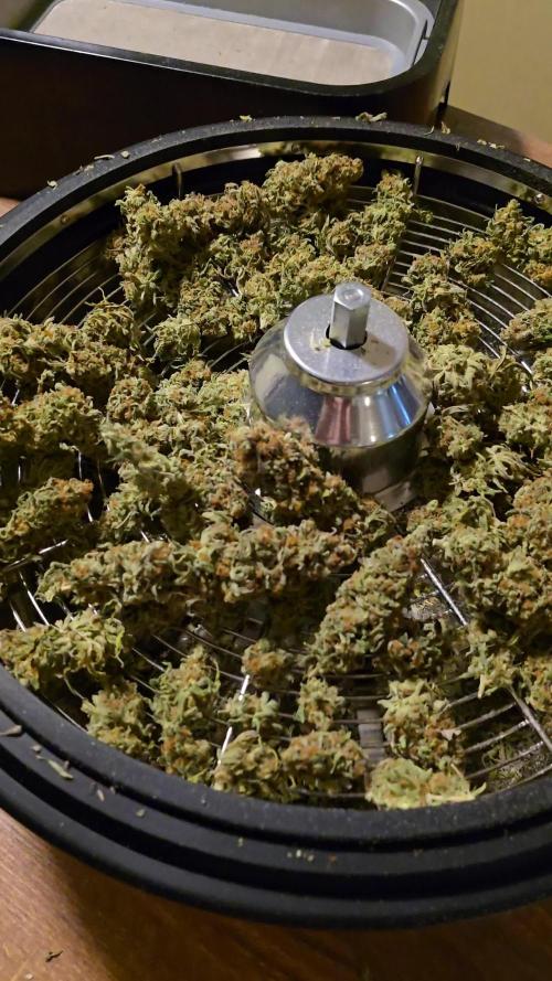 I dream of Pinapples