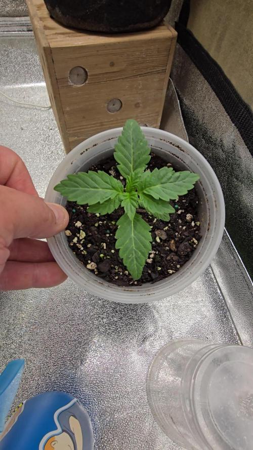 Thanks @Grow4releaf