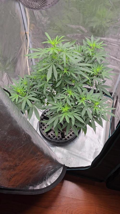Ina Haze