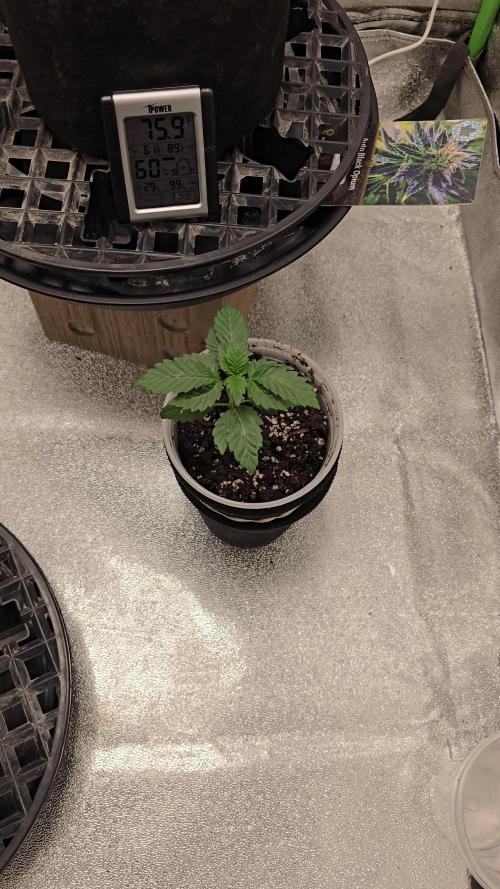 Thanks @Grow4releaf