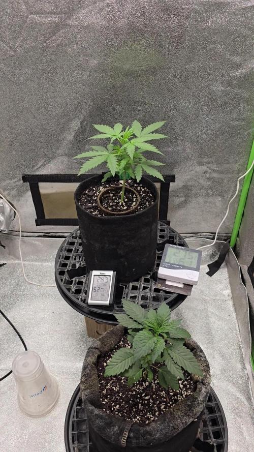 A Divine competition