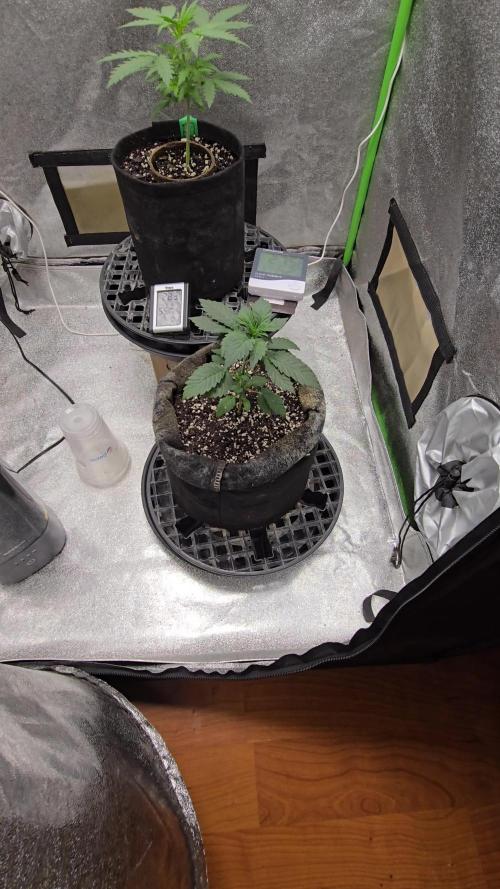 Thanks @Grow4releaf