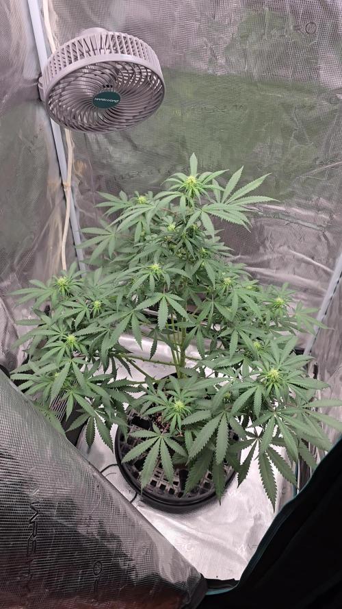 Ina Haze