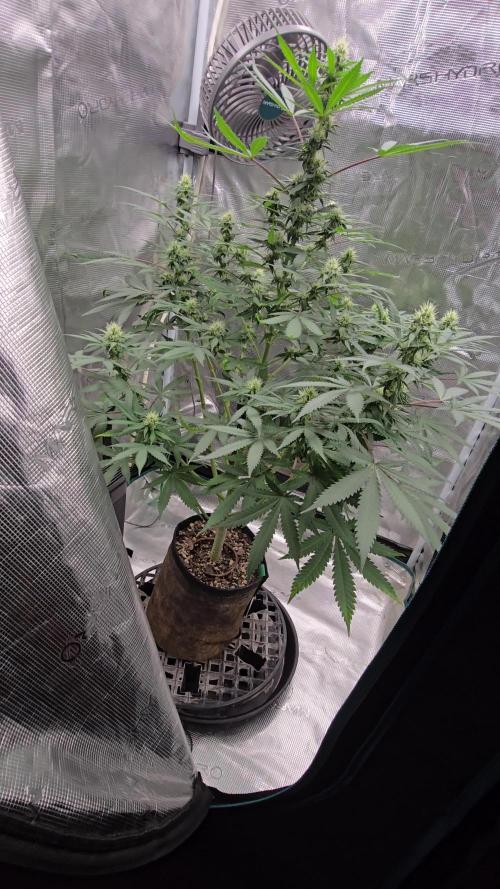 Ina Haze