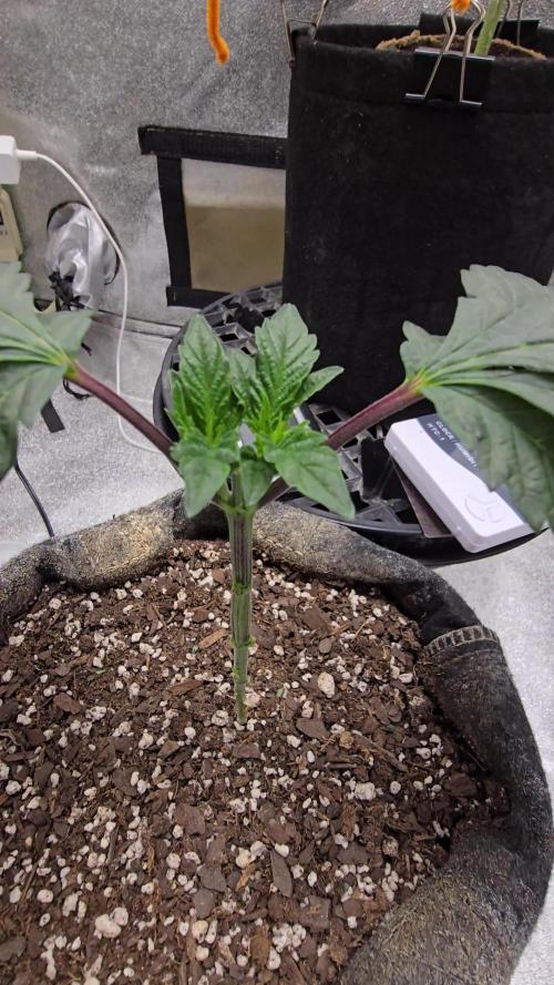 Thanks @Grow4releaf