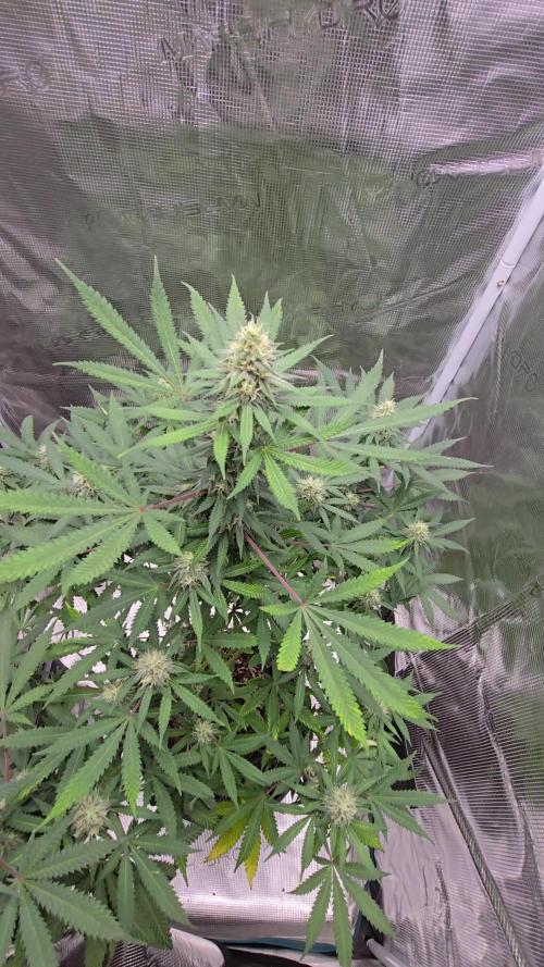 Ina Haze