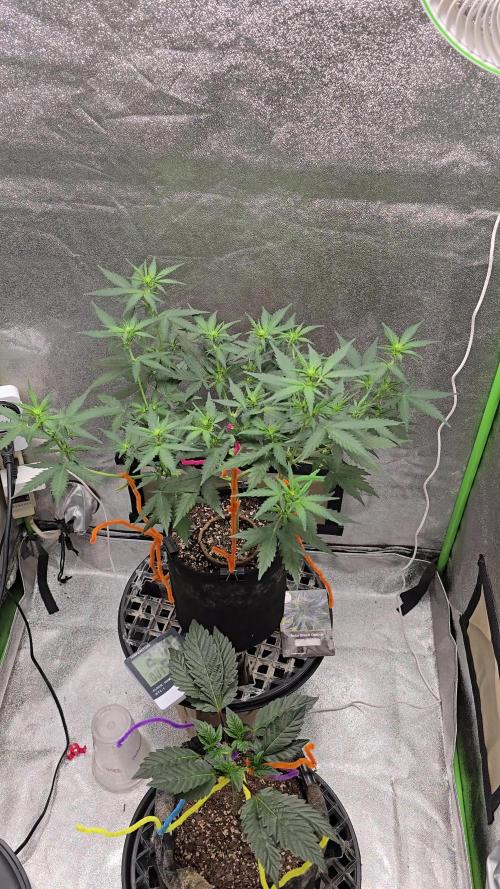 A Divine competition