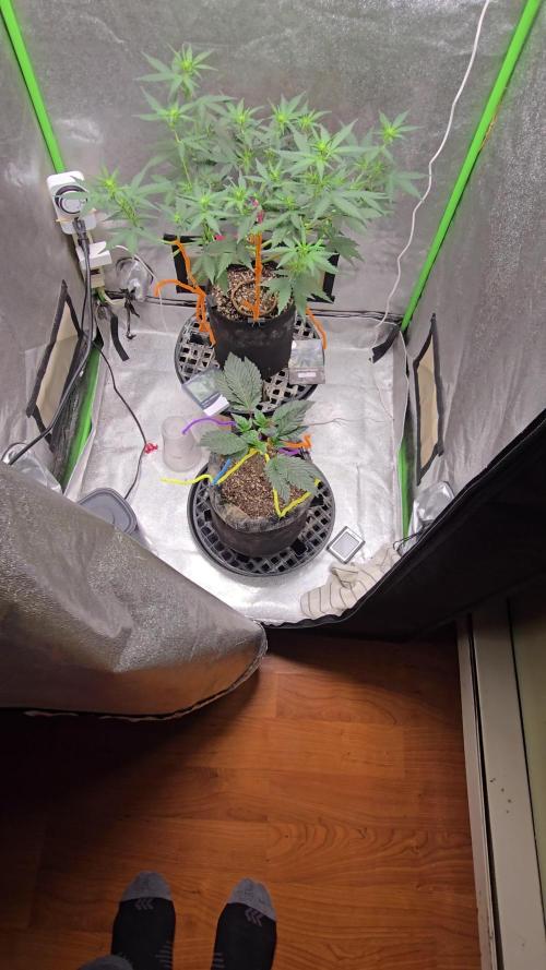 Thanks @Grow4releaf