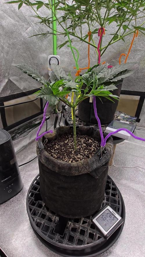 Thanks @Grow4releaf