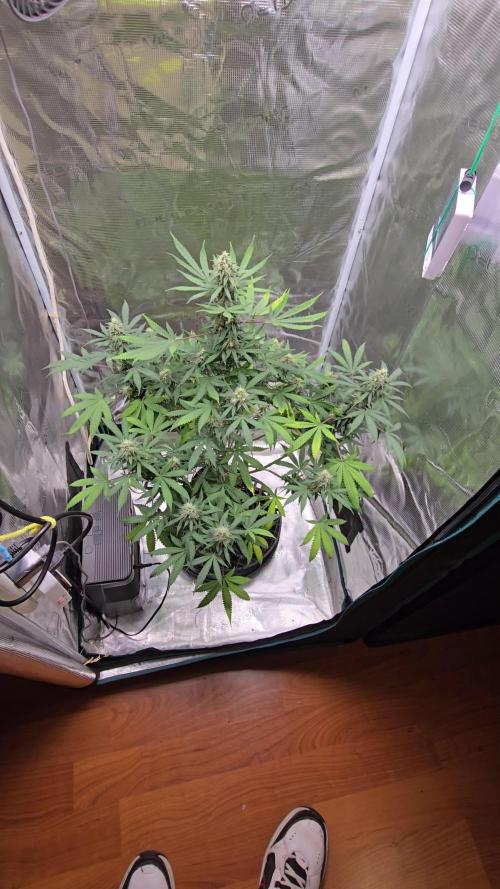 Ina Haze